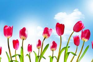 Spring flowers tulips on the background of blue sky with clouds photo