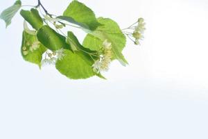 Sprig of white flowers of linden on a background summer landscape photo