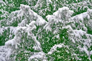 bosque en la escarcha. paisaje de invierno árboles cubiertos de nieve. foto