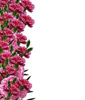 carnation flowers isolated on white background photo