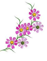 Cosmos flowers isolated on white background photo