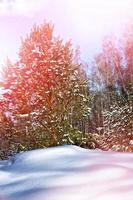 bosque de invierno congelado foto