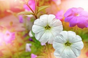 Morning Glory flowers. Floral background photo