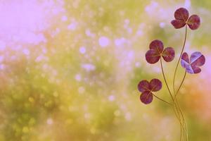 Green clover leaves on a background summer landscape photo