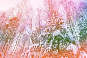 Frozen winter forest with snow covered trees. photo