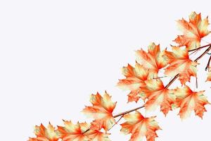 The branch of autumn maple leaves isolated on white background. photo