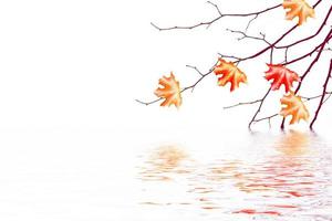 Bright colorful autumn leaves photo