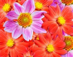 Colorful autumn flowers dahlias. photo