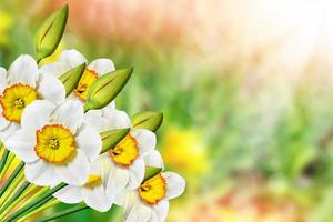 beautiful spring flowers daffodils. yellow flowers. photo