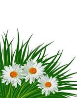 daisies summer white flower isolated on white background photo