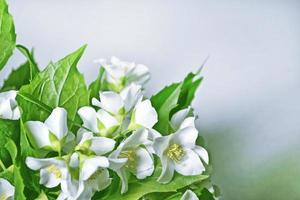 White jasmine The branch delicate spring flowers photo