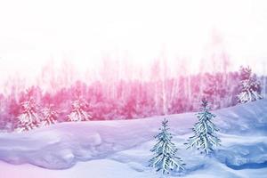 Frozen winter forest with snow covered trees. photo