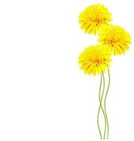 Fluffy dandelion flower isolated on white background. photo