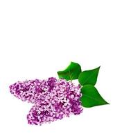 lilac flowers on white background photo