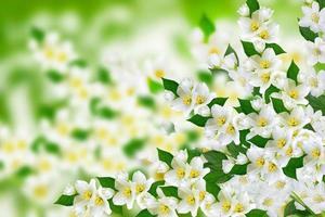 Spring landscape with delicate jasmine flowers photo
