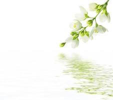 branch of jasmine flowers isolated on white background. photo