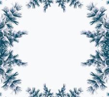 Festive Christmas frame with snowy spruce branches photo