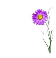 Michaelmas daisy flowers isolated on white background photo