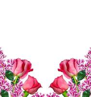 los capullos de flores rosas. foto