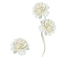 Colorful bright flowers peonies isolated on white background. photo