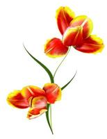 spring flowers tulips isolated on white background photo