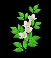 branch of jasmine flowers isolated on black background. spring photo