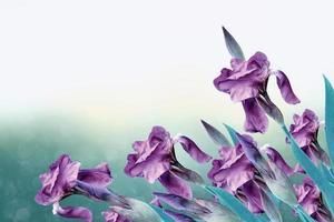 Spring landscape. Blue beautiful garden flowers irises photo