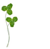 green clover leaves isolated on white background. St.Patrick 's Day photo