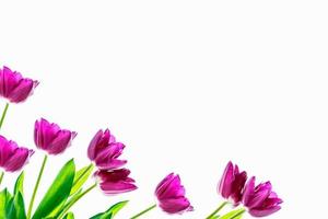 spring flowers tulips photo