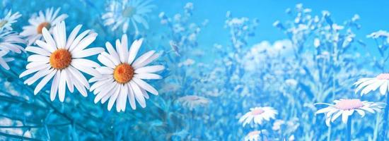 White bright daisy flowers on a background of the summer landscape. photo