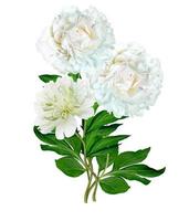 flores de peonía aisladas sobre fondo blanco foto