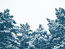 bosque en la escarcha. paisaje de invierno árboles cubiertos de nieve. foto