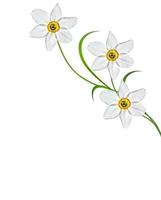 spring flowers narcissus isolated on white background photo