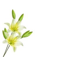 Bright lily flowers isolated on white background. photo