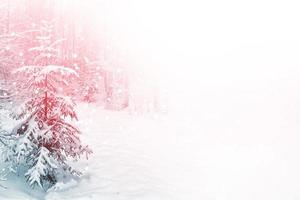 bosque de invierno congelado con árboles cubiertos de nieve. foto