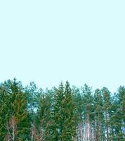 Frozen winter forest with snow covered trees. photo