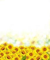 Beautiful sunflower field in summer photo