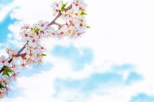 Blossoming branch cherry. Bright colorful spring flowers photo