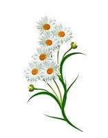 daisies summer white flower isolated on white background photo