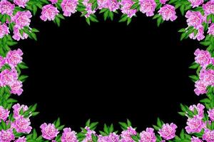 Colorful bright flowers peonies isolated on black background. photo