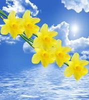 Spring flowers on a background of blue sky with clouds photo