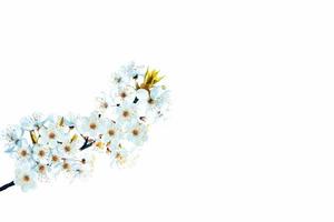 Flowering branch of cherry isolated on a white background. photo