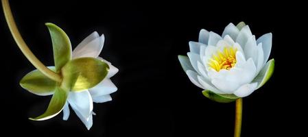 Flower water lily isolated on black background. photo