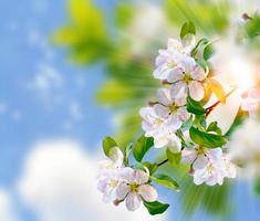 Blossoming branch cherry. Bright colorful spring flowers photo