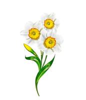 spring flowers narcissus isolated on white background photo