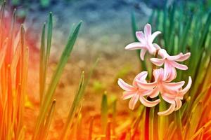 Bright and colorful flower of hyacinth photo