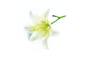 lirio de flores aislado sobre fondo blanco. el verano foto