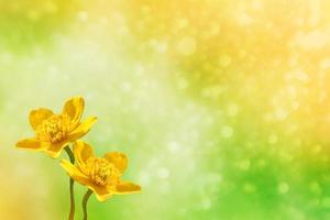 Bright colorful yellow flowers against the background of the summer landscape. photo
