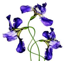 Blue iris flower isolated on white background photo