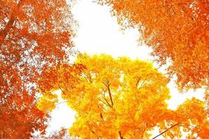 Bright colorful autumn leaves photo